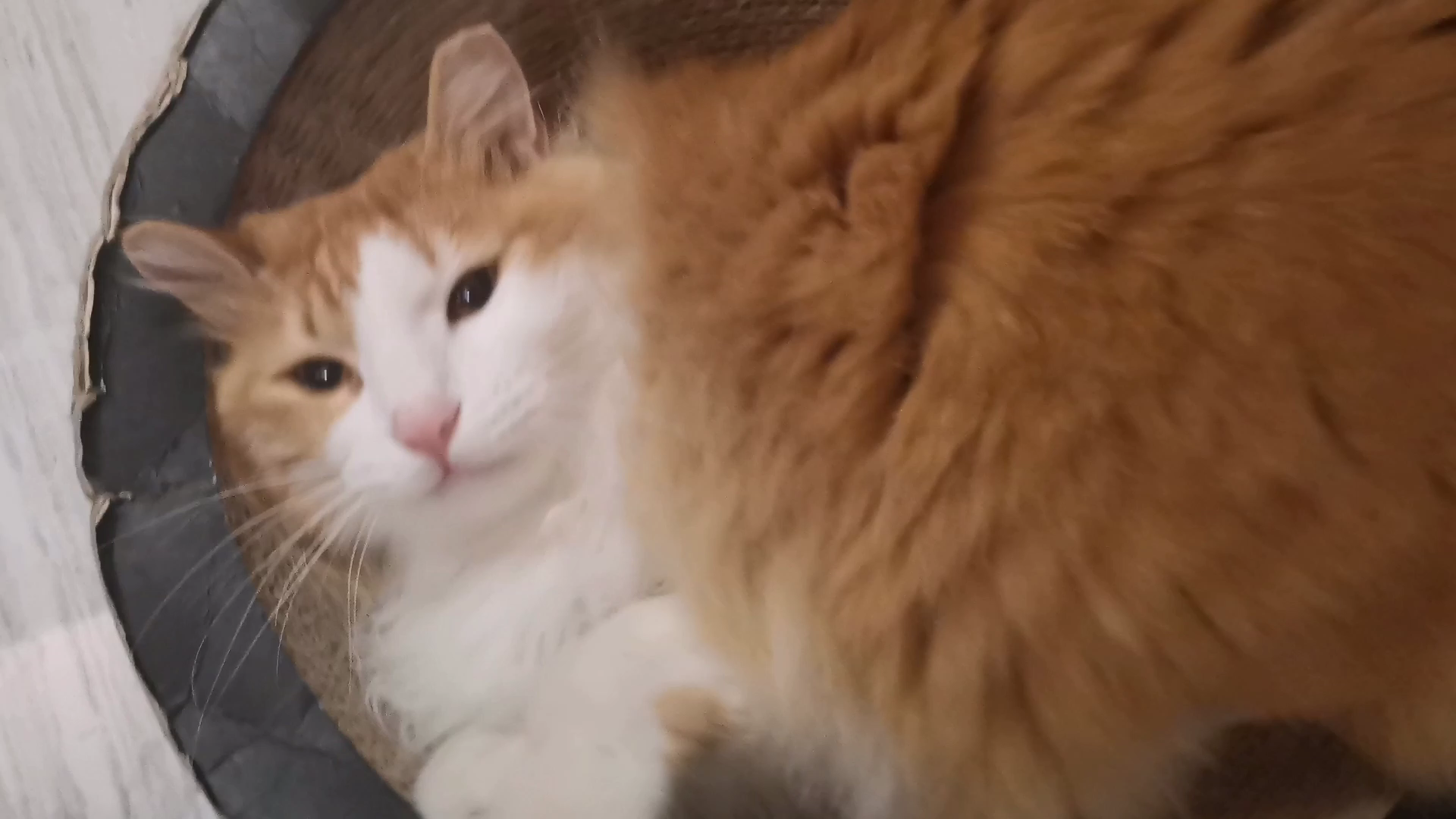 【烧麦】猫猫被欺负到表情扭曲